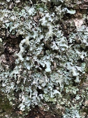 Parmotrema crinitum