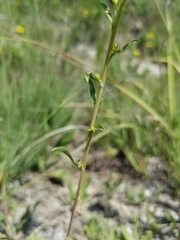 Solidago nemoralis decemflora