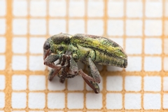 Coniatus tamarisci