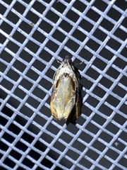 Zomaria interruptolineana