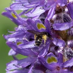 Dufourea novaeangliae