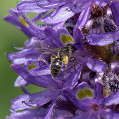 Dufourea novaeangliae