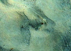 Tetractenos glaber