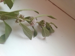 Mentha arvensis