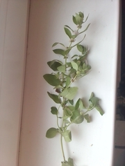 Mentha arvensis