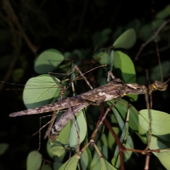 Trachythorax yunnanensis