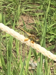 Sympetrum semicinctum
