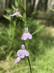 Lobelia canbyi