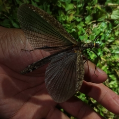 Trachythorax yunnanensis