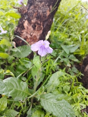 Ruellia nudiflora