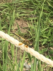 Sympetrum semicinctum