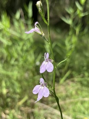 Lobelia canbyi