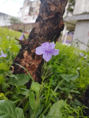Ruellia nudiflora