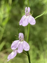 Lobelia canbyi