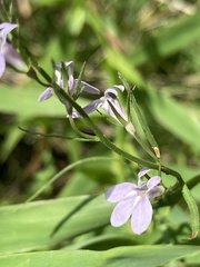 Lobelia canbyi