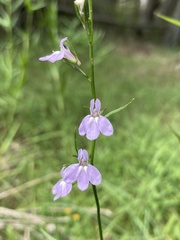 Lobelia canbyi