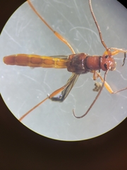 Necydalis laevicollis