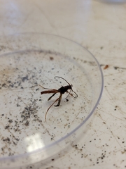 Necydalis laevicollis