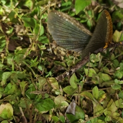 Trachythorax yunnanensis