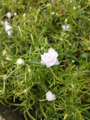 Portulaca grandiflora