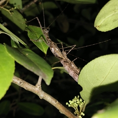 Trachythorax yunnanensis