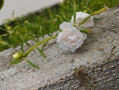 Portulaca grandiflora