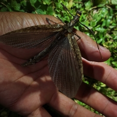 Trachythorax yunnanensis