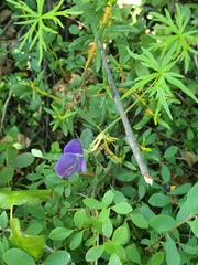 Aconitum delphiniifolium