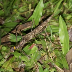 Trachythorax yunnanensis