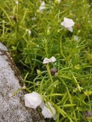 Portulaca grandiflora