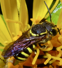 Paranthidium jugatorium lepidum
