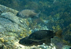 Girella elevata