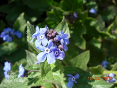 Brunnera orientalis