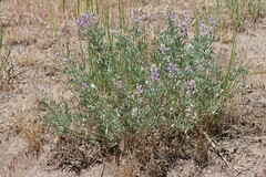 Lupinus sericeus sericeus