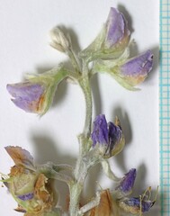 Lupinus sericeus sericeus