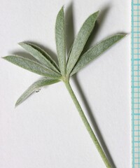 Lupinus sericeus sericeus