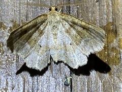 Metarranthis indeclinata