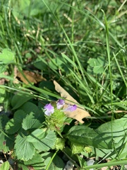 Prunella vulgaris