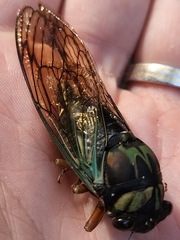 Neotibicen lyricen virescens