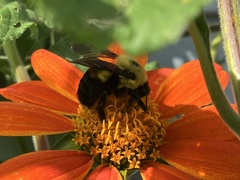 Bombus griseocollis