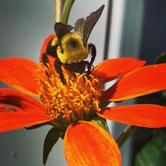 Bombus griseocollis