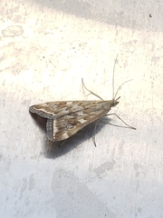 Loxostege munroealis