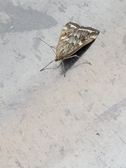 Loxostege munroealis