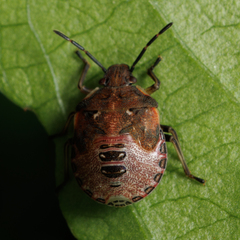 Dendrocoris humeralis
