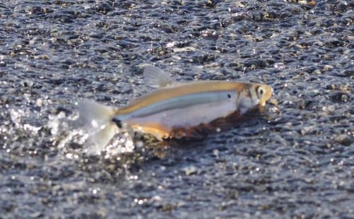 Day smelt (Hypomesus pretiosus) — Osmeridae