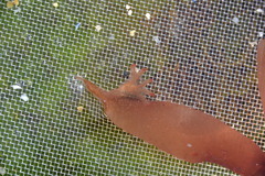 Lucernariidae