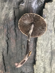 Melanophyllum haematospermum