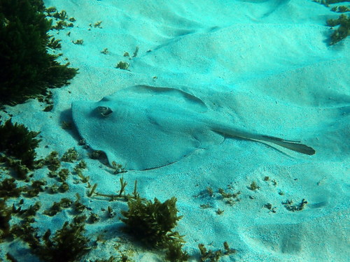 Common Stingaree, New South Wales, Australia, photo 8 of 10
