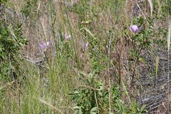 Calochortus macrocarpus macrocarpus