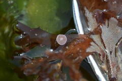 Lithophyllaceae